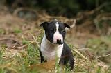 BULL TERRIER MINIATURE 279